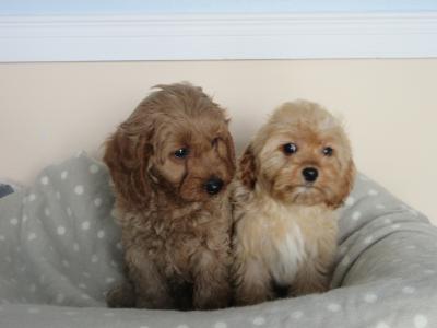 Cavapoo puppies in Carlow